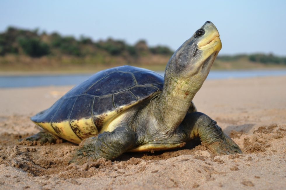 Indian Turtle Conservation Action Network - Citizen Science India